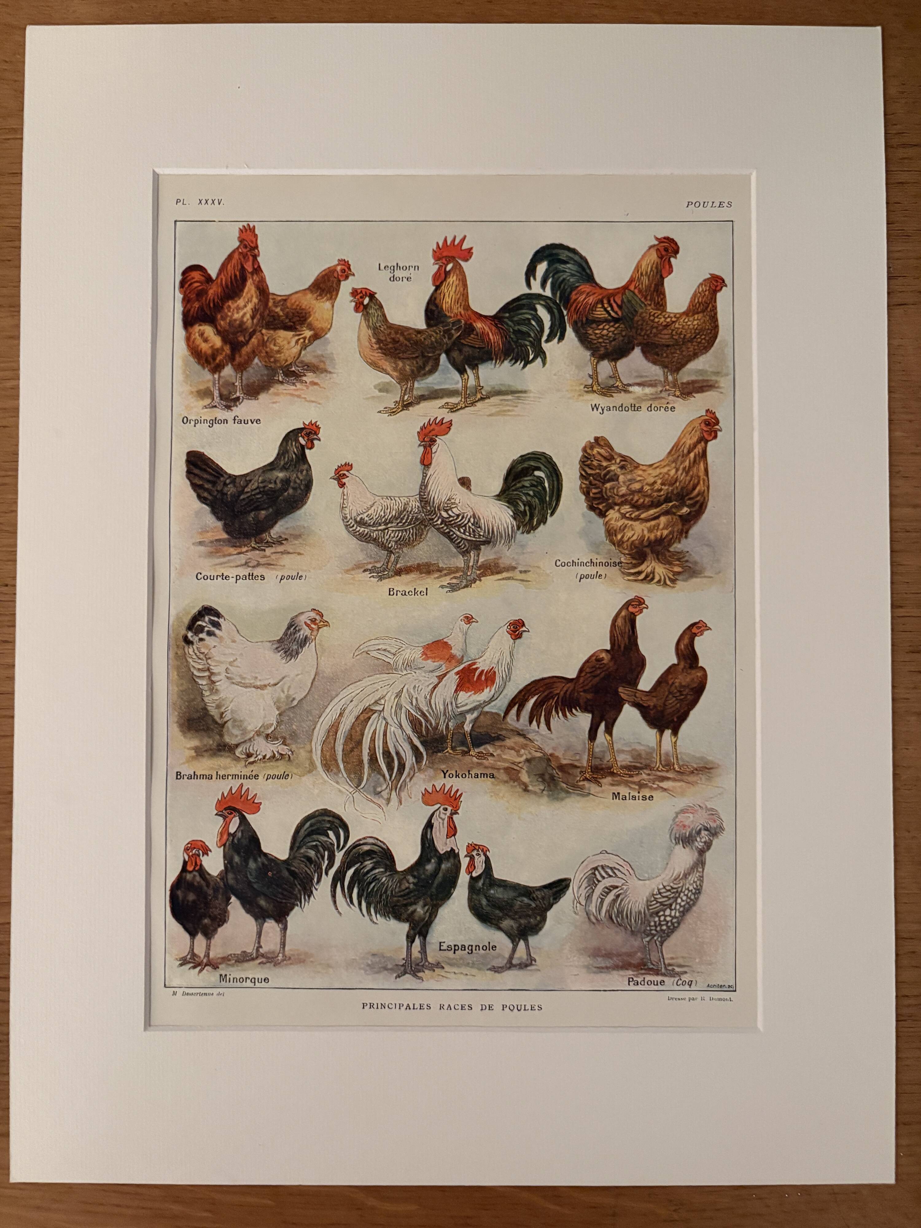 Illustrated plate on chickens (XXXV) - 1920