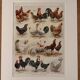 Illustrated plate on chickens (XXXV) - 1920