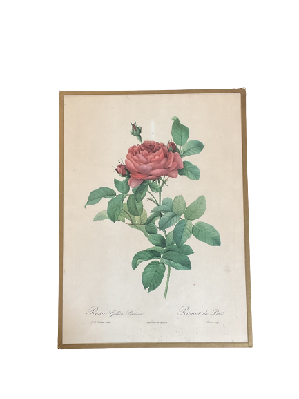 Botany illustration Redouté