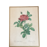 Botany illustration Redouté