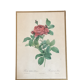 Botany illustration Redouté