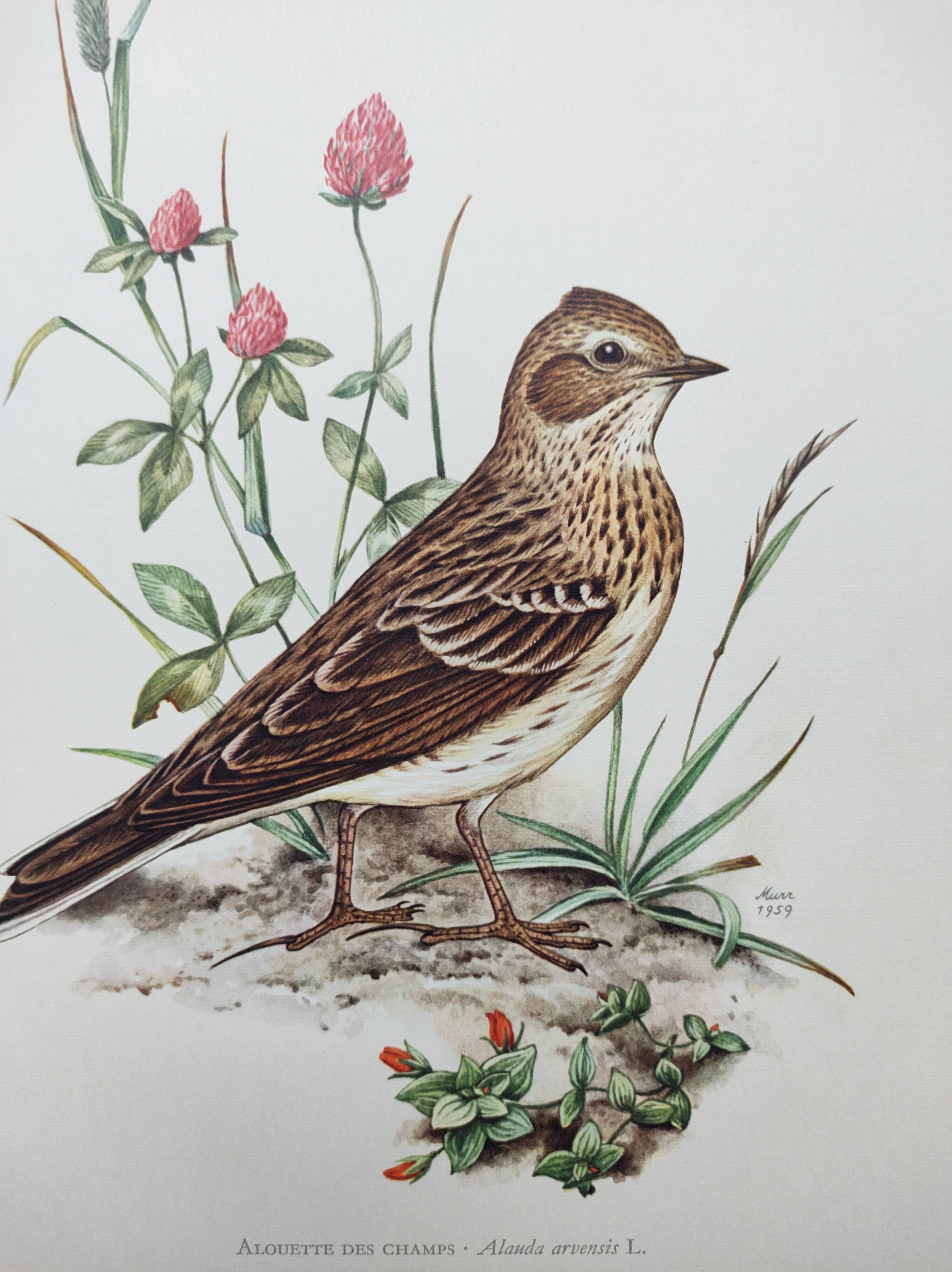 Old bird board 1960s - Skylark - Illustration to frame