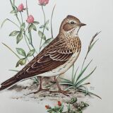 Old bird board 1960s - Skylark - Illustration to frame