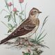 Old bird board 1960s - Skylark - Illustration to frame