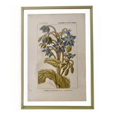 Botanical plate