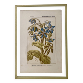 Botanical plate