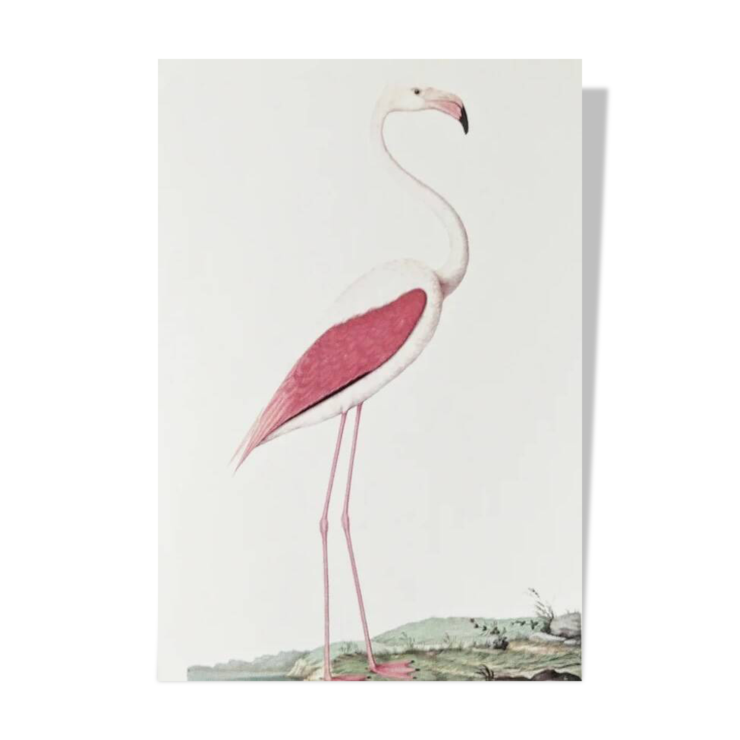 Planches de bestiaire muséum d'histoire naturelle Flamant rose