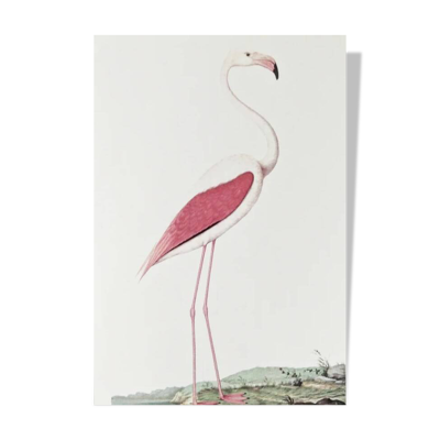 Planches de bestiaire muséum d'histoire naturelle Flamant rose