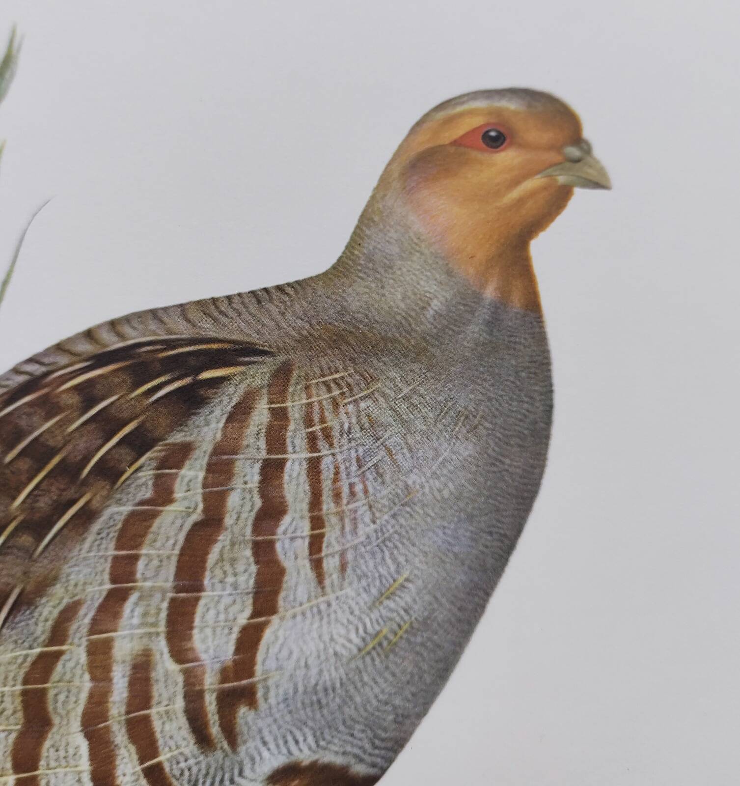 Planche oiseau vers 1962 60 - Perdrix Grise - Illustration ornithologique vintage