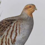 Planche oiseau vers 1962 60 - Perdrix Grise - Illustration ornithologique vintage