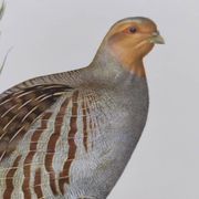Bird board circa 1962 60 - Gray Partridge - Vintage ornithological illustration