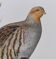 Bird board circa 1962 60 - Gray Partridge - Vintage ornithological illustration
