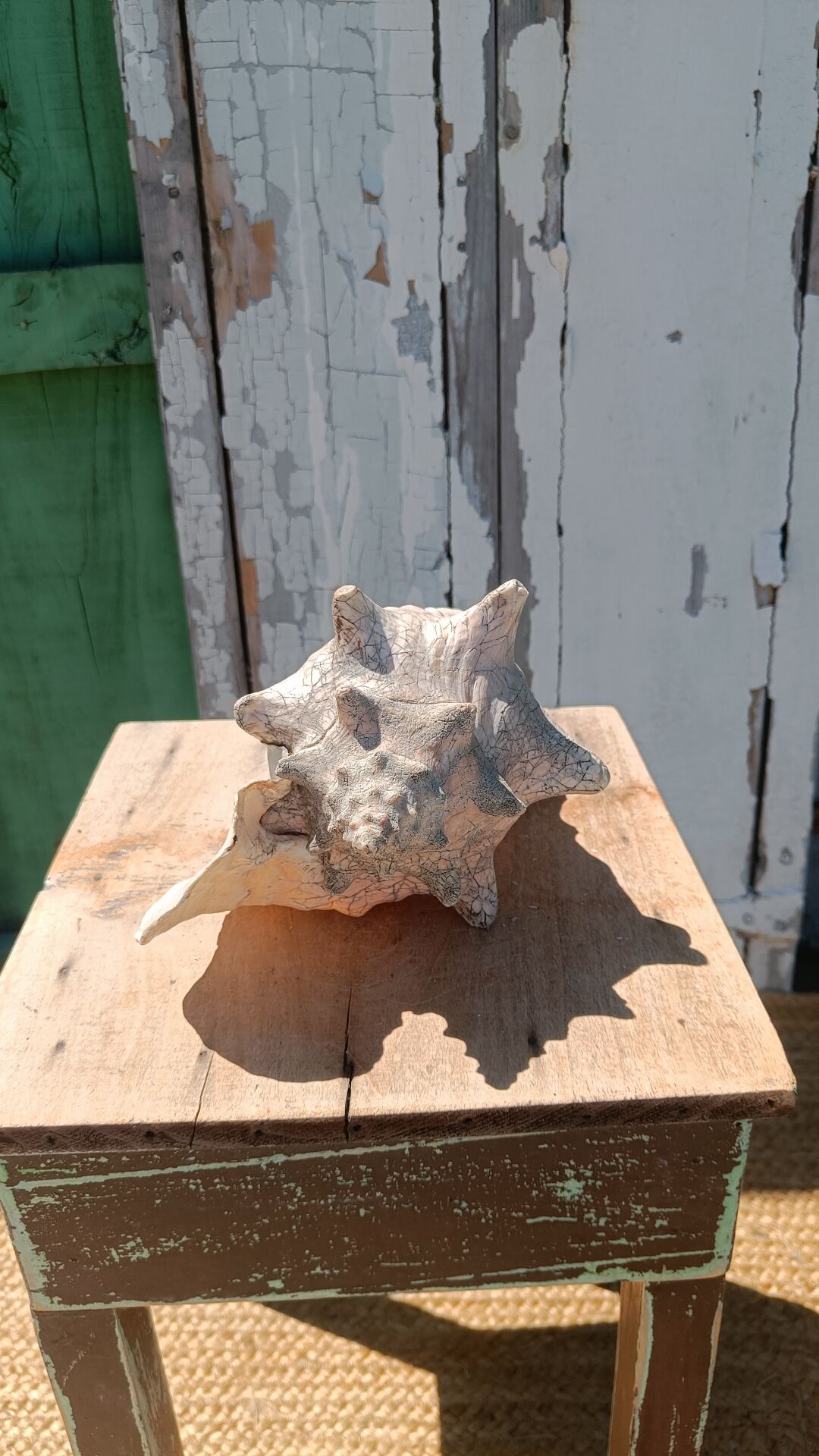 Coquillage conque  lambi