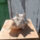 Coquillage conque  lambi