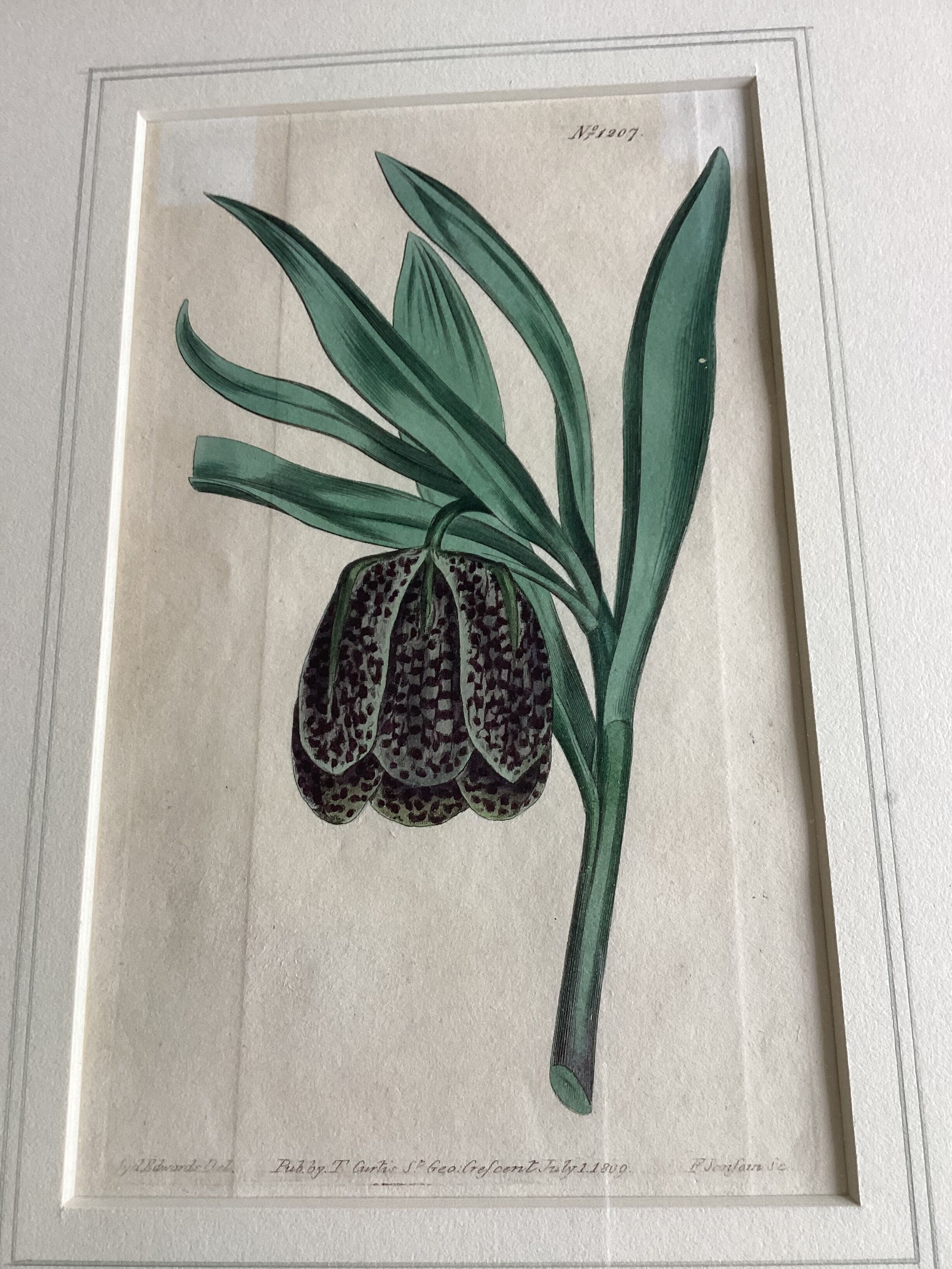 Old English botanical engraving numbered