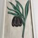 Old English botanical engraving numbered