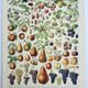 Old engraving 1928, Fruit of our regions, fruit harvest • Lithograph, original illustration