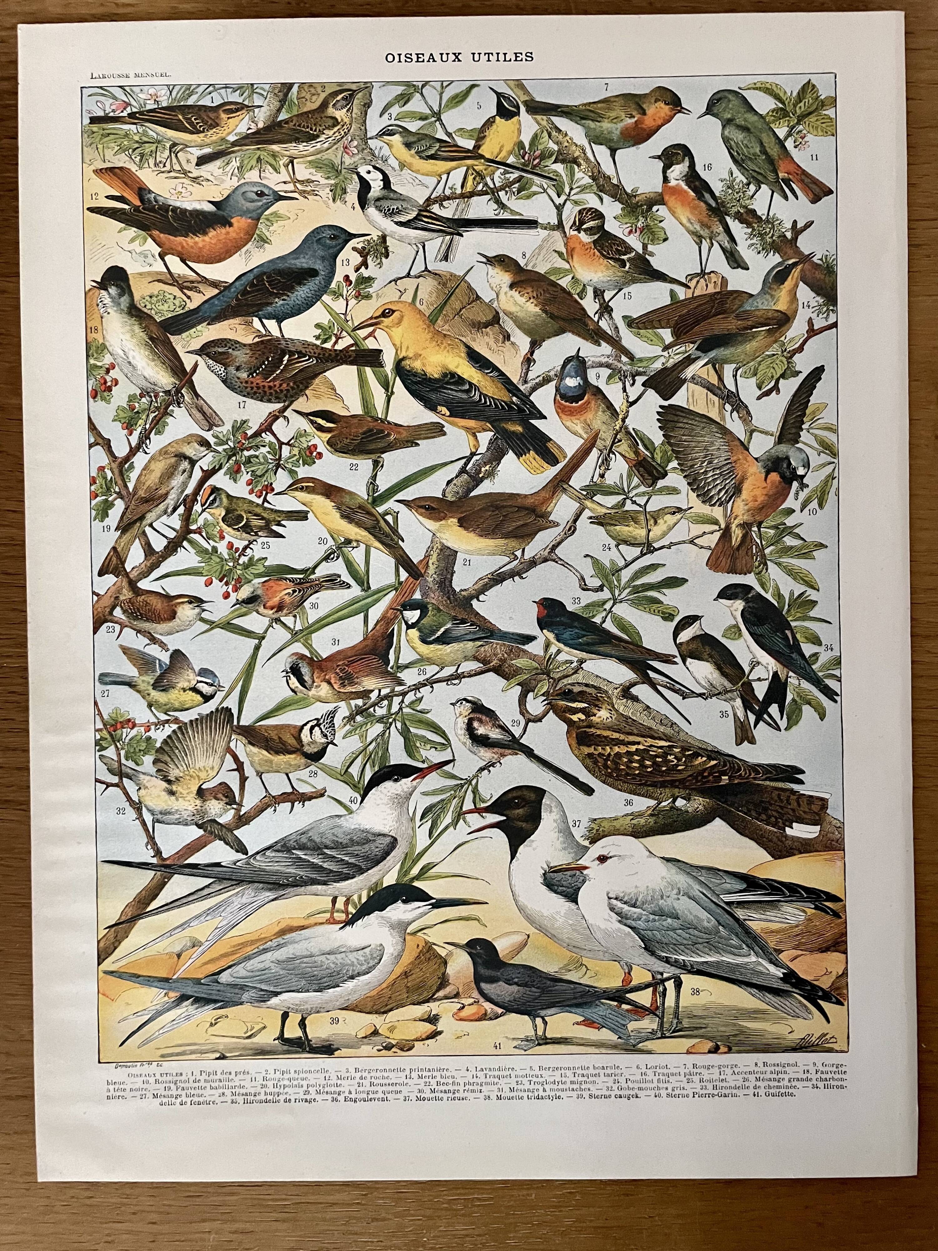 Lithograph on useful birds from 1911 (pipit)