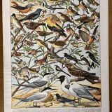 Lithograph on useful birds from 1911 (pipit)