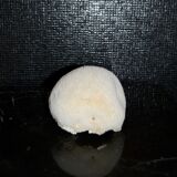 Cabinet of curiosity in white coral