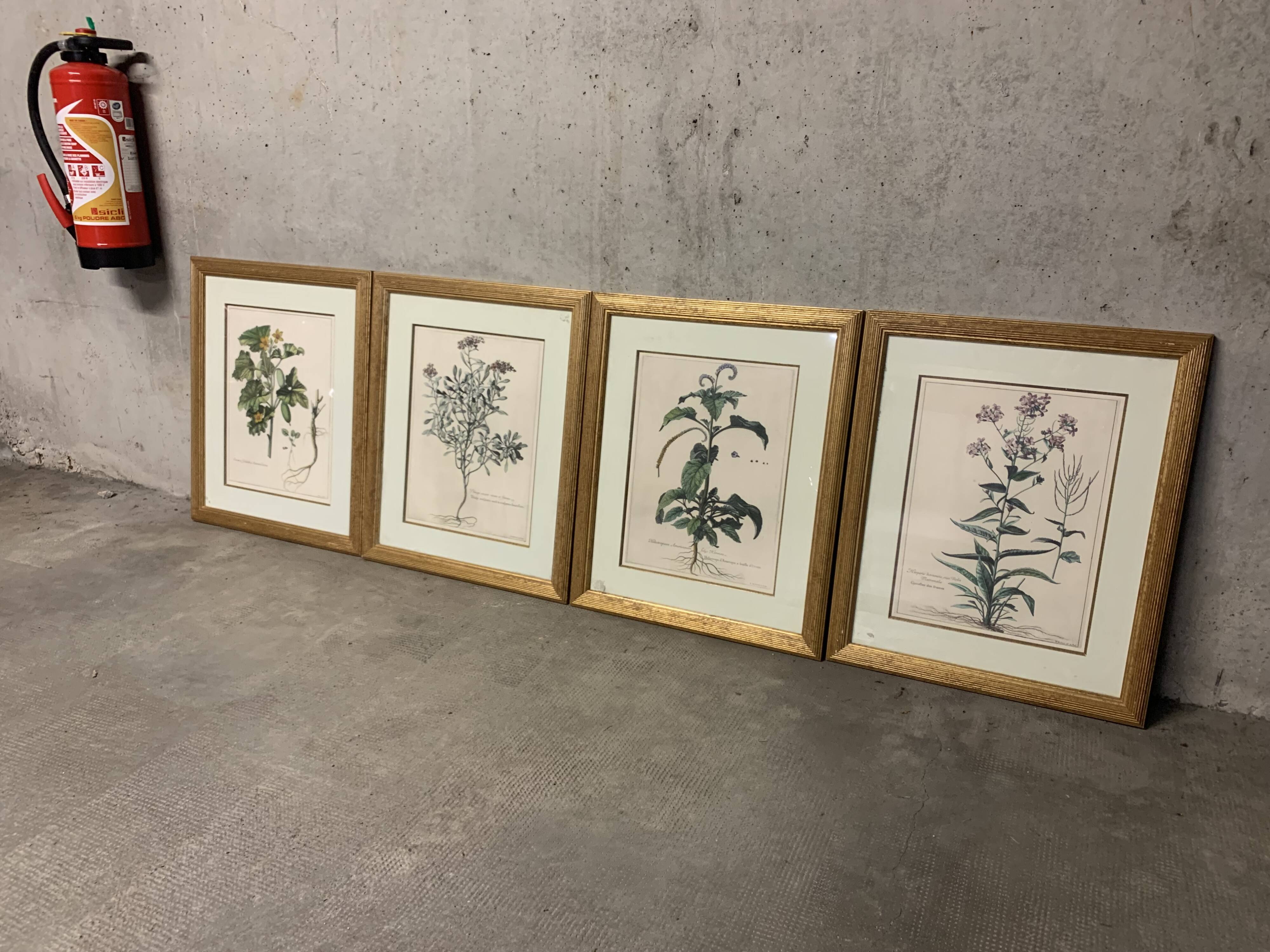 Lot of Paintings Botanical Engravings Old Vintage Herbariums