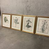 Lot of Paintings Botanical Engravings Old Vintage Herbariums