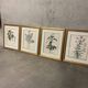 Lot of Paintings Botanical Engravings Old Vintage Herbariums