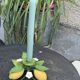 Metal candle holder vintage lemons