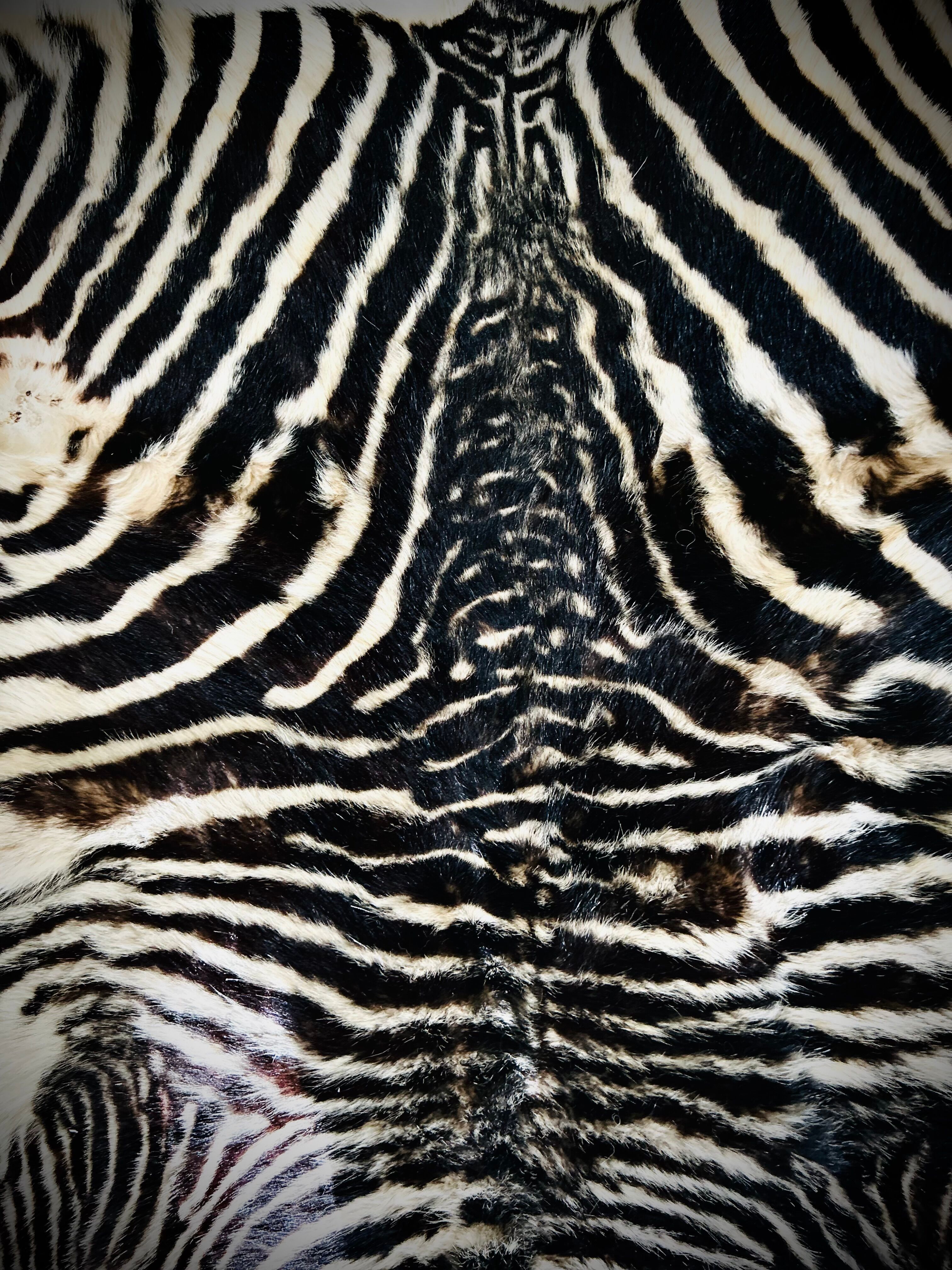 Authentic vintage zebra skin