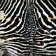 Authentic vintage zebra skin