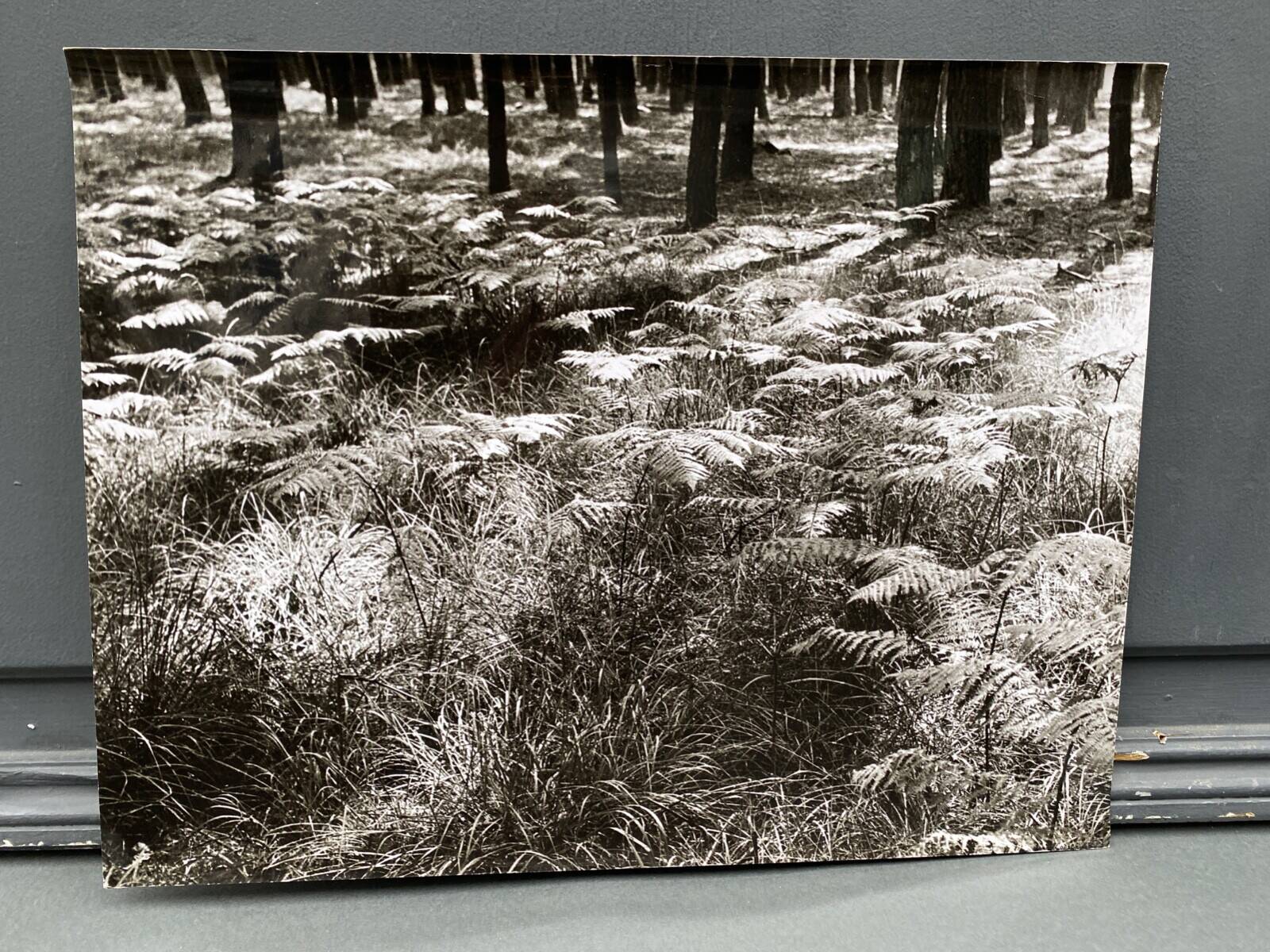 Silver gelatin photograph by Bernard Darot, Fougères, 20th century