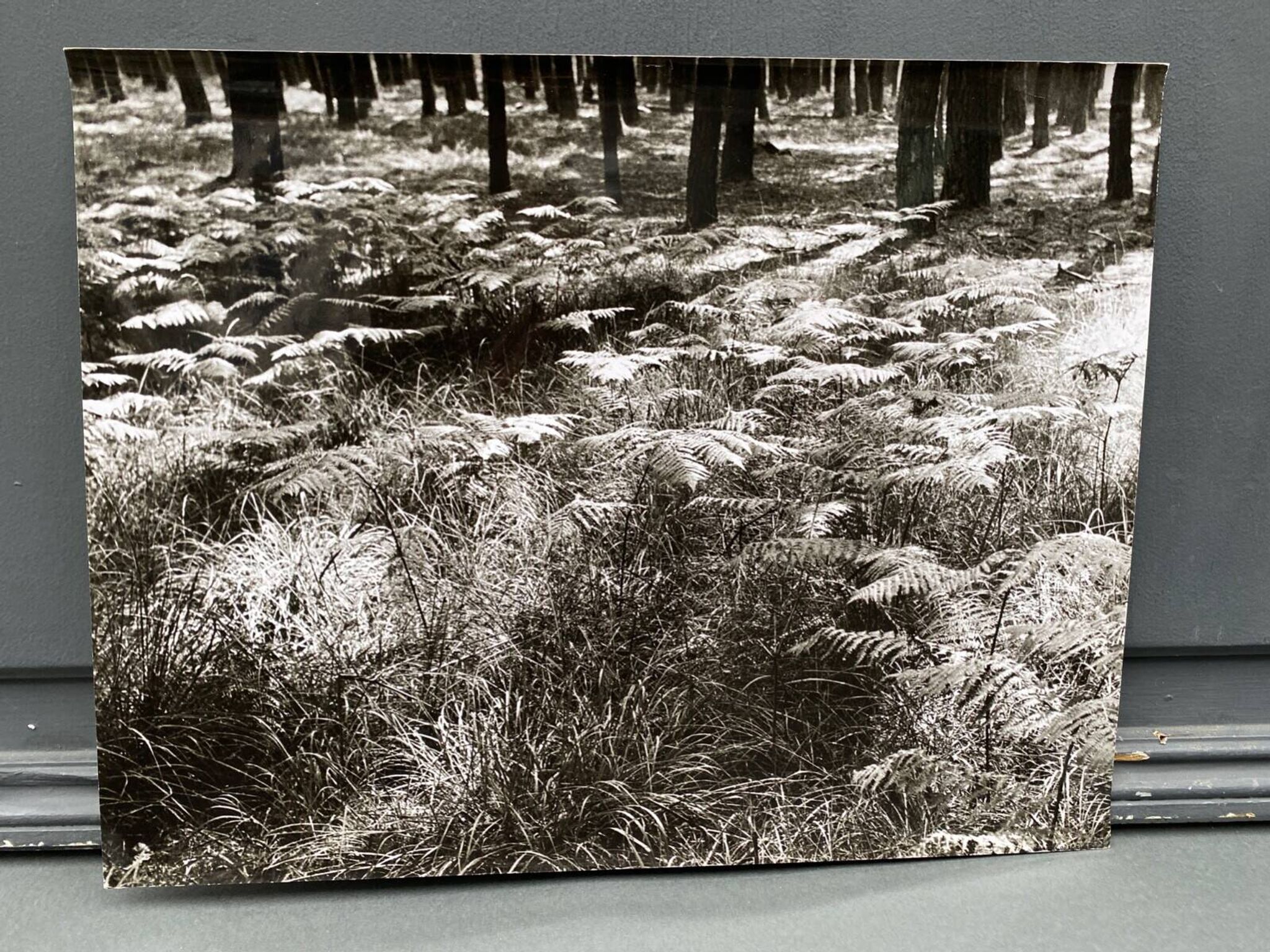 Silver gelatin photograph by Bernard Darot, Fougères, 20th century