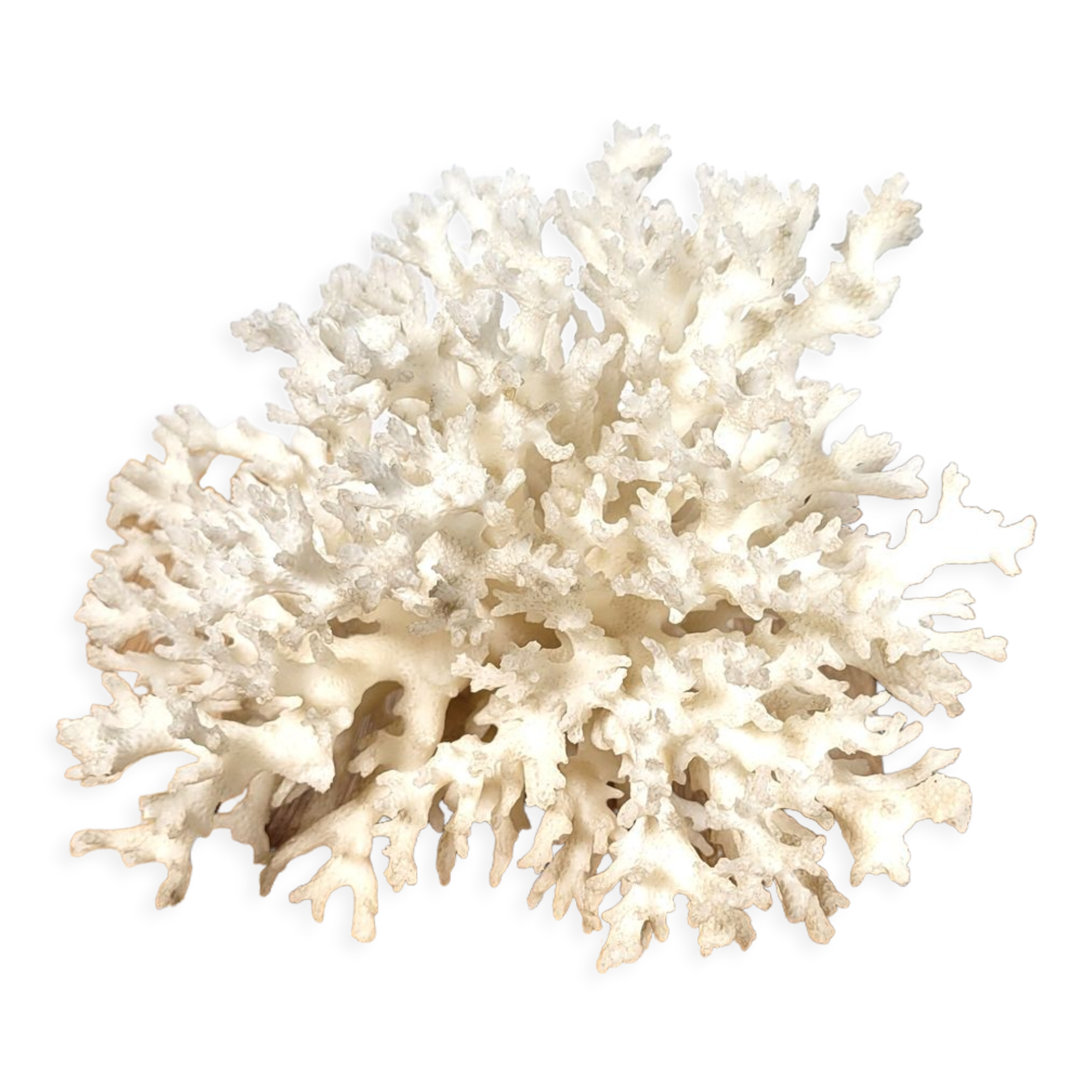 White coral shell