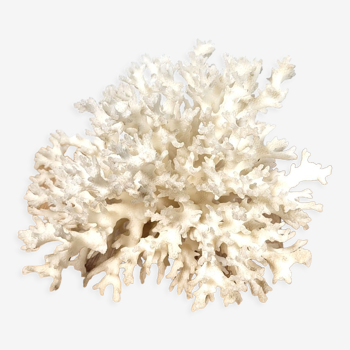 Coquillage corail blanc