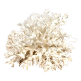 White coral shell