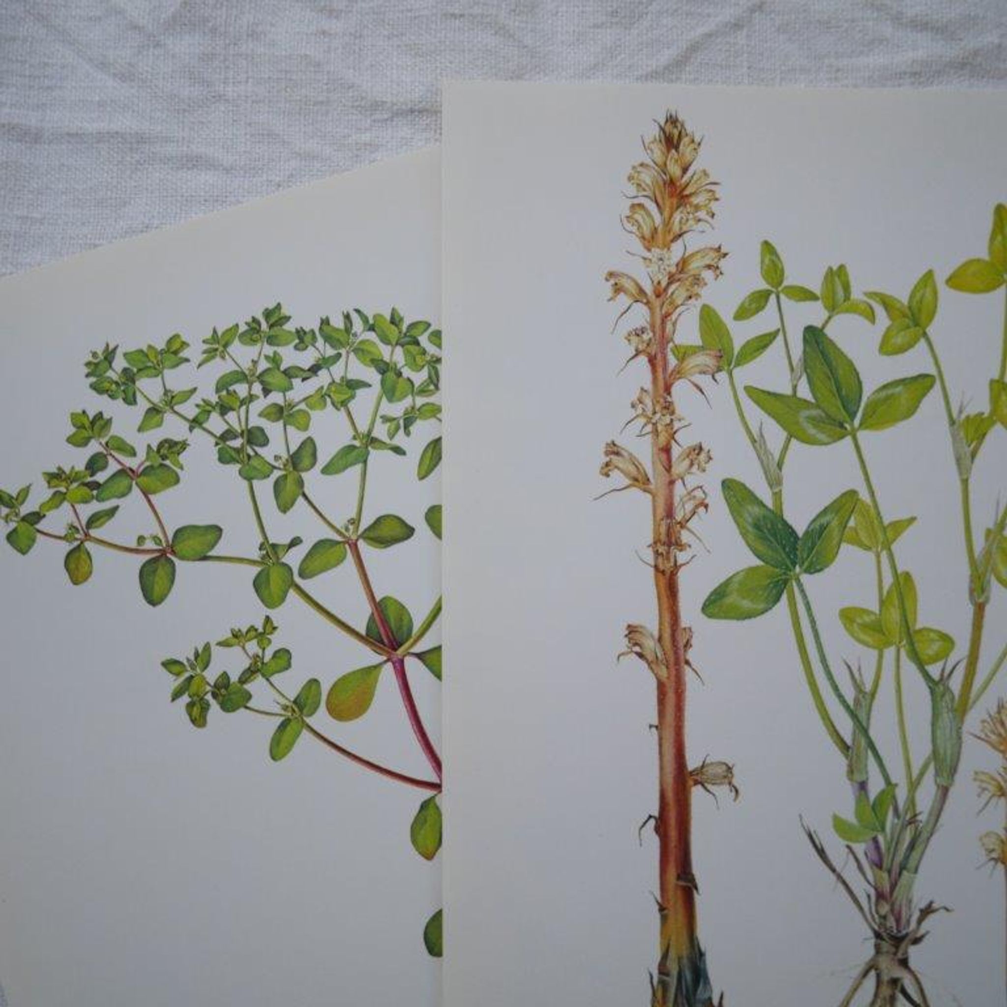 Set of 2 botanical plates Omblette and Orobranche du trèfle