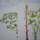 Set of 2 botanical plates Omblette and Orobranche du trèfle
