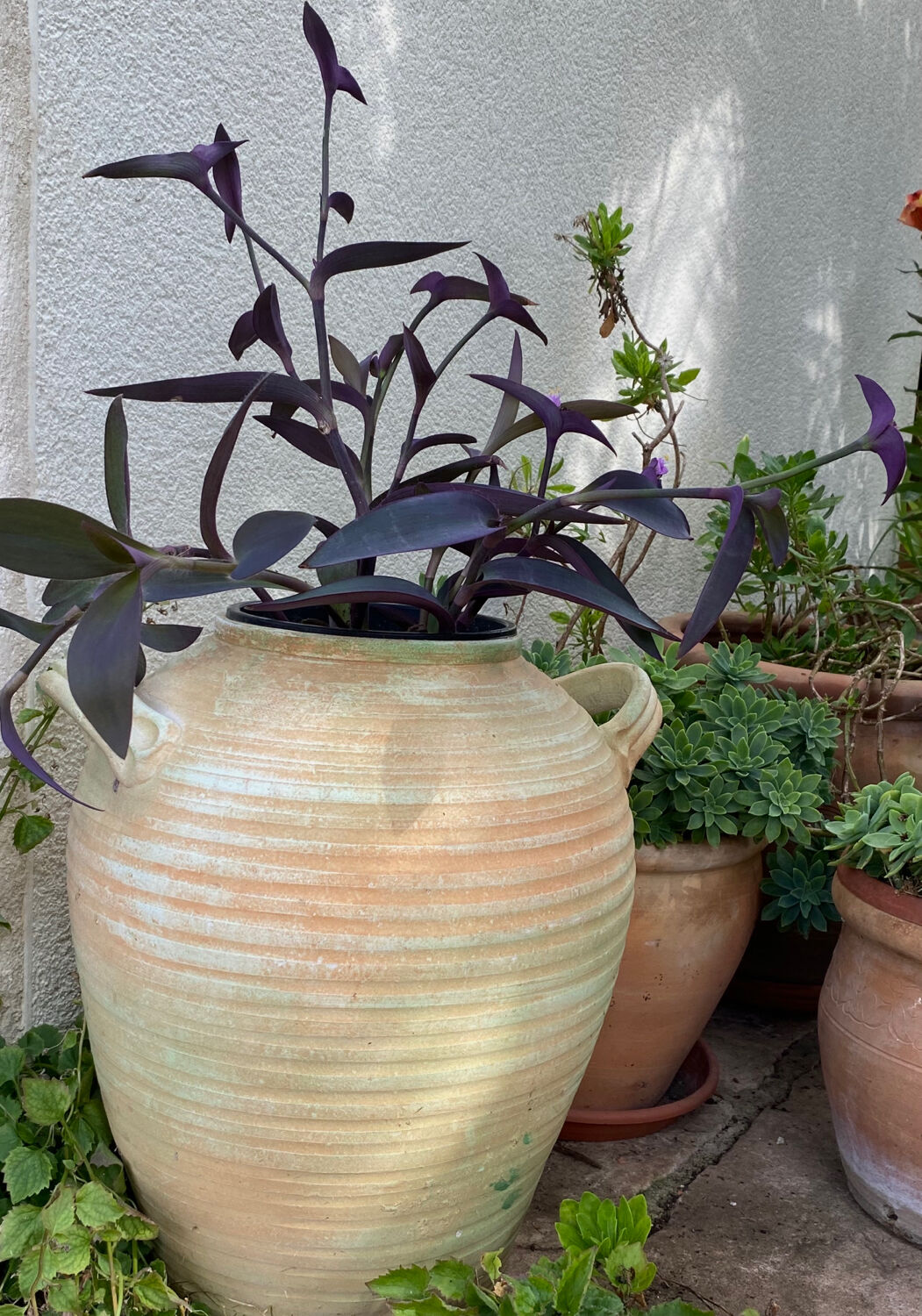Terracotta jar 50cm