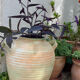 Terracotta jar 50cm