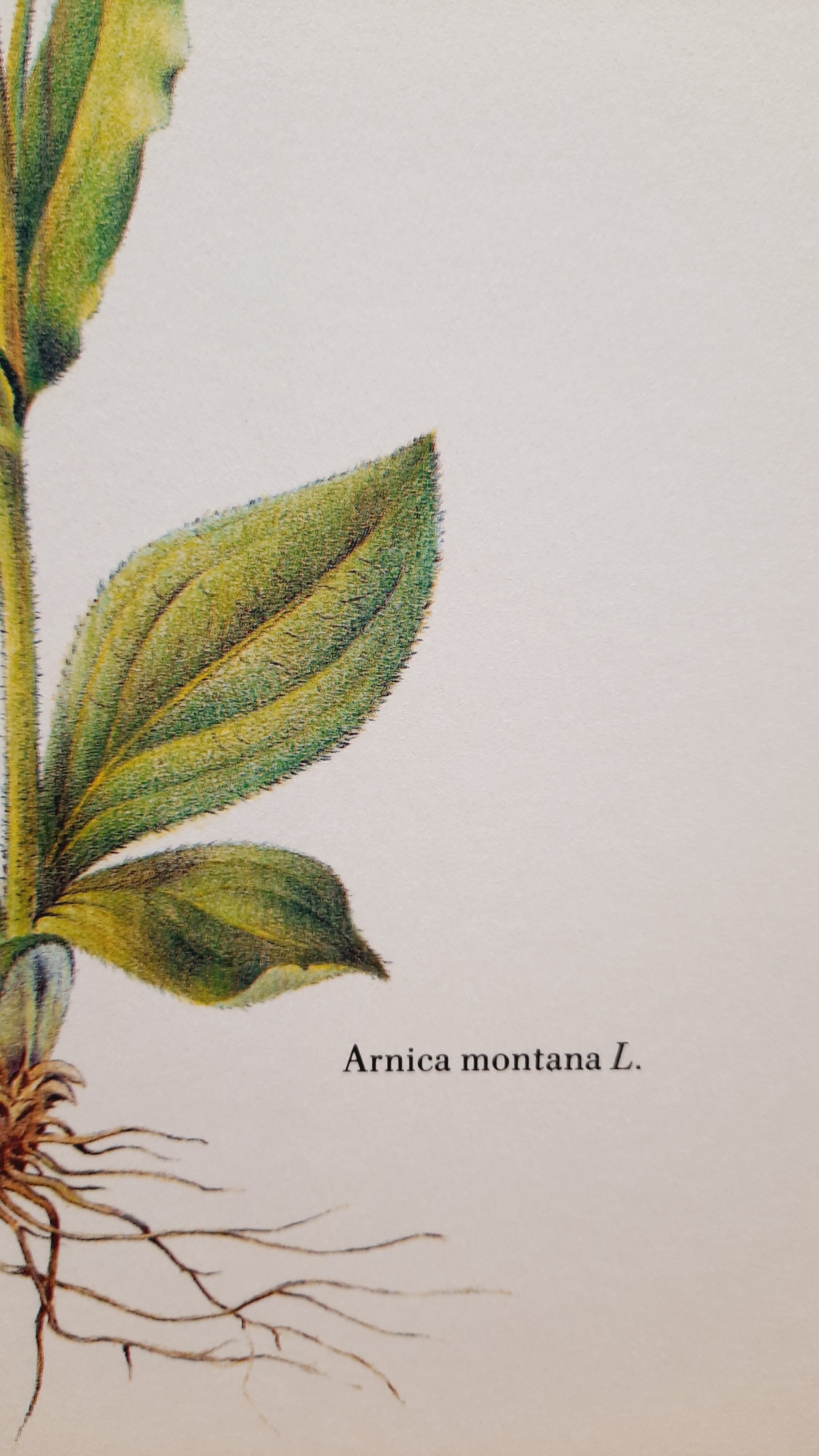Planche botanique Arnica