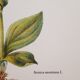 Planche botanique Arnica