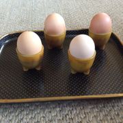 Series of 4 cockroaches