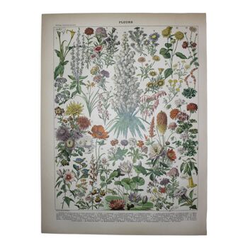 Gravure • Fleurs et plantes annuelles • Lithographie originale de 1898