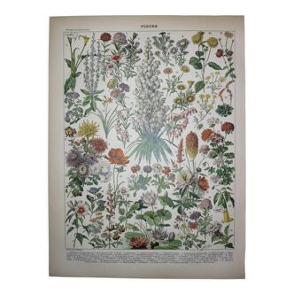 Engraving • Flowers and annual plants • Original lithograph from 1898