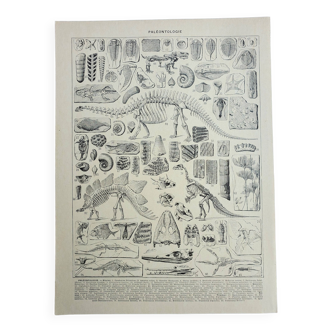 Gravure ancienne 1928, Paléontologie 1, fossiles, préhistoire • Lithographie, Planche originale
