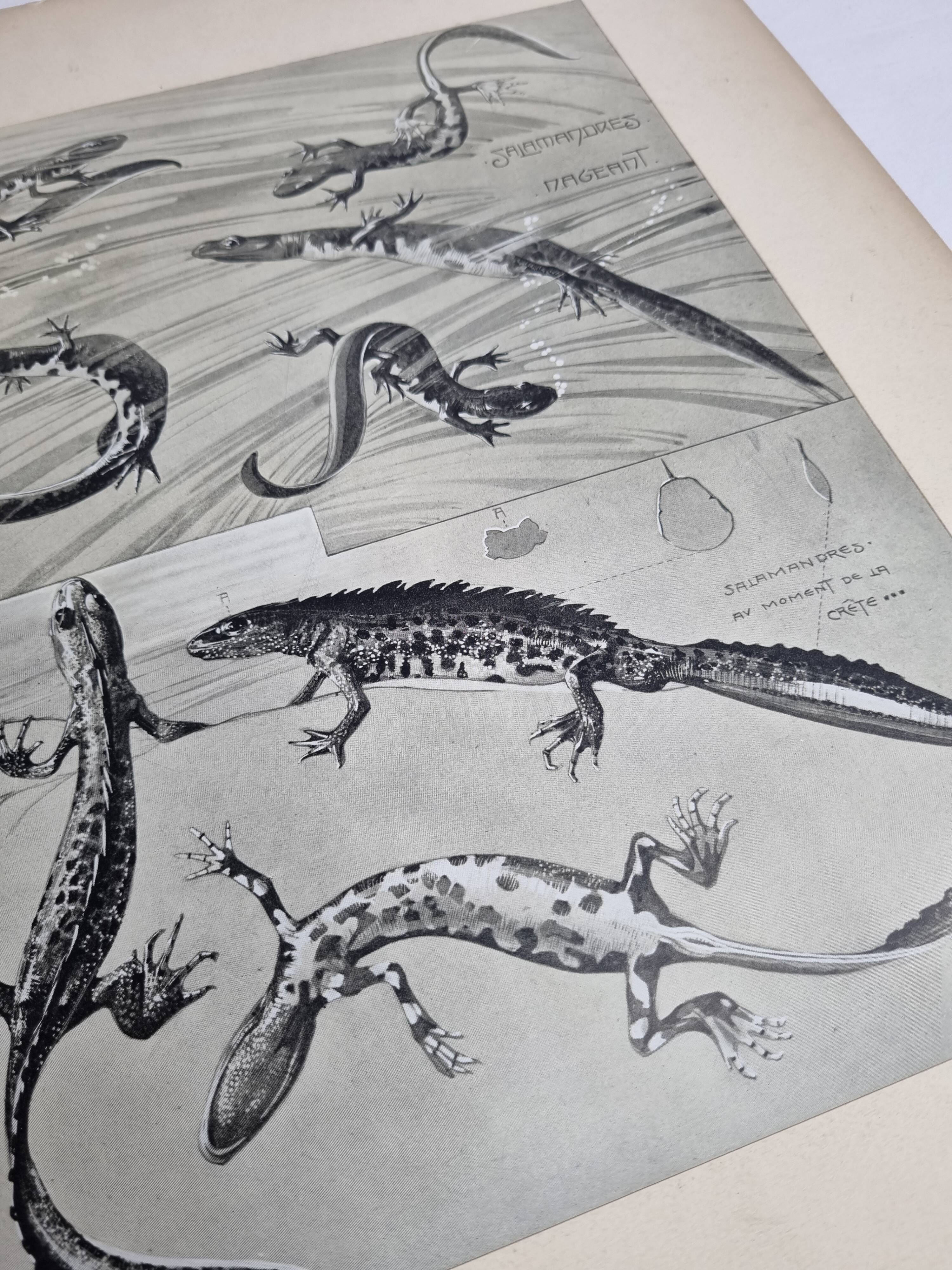 Two original plates "Etudes d'Animaux" by Mathurin Méheut, 1911