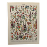 Planche illustrée vintage sur les fleurs (annuelles et bisannuelles) – 1930