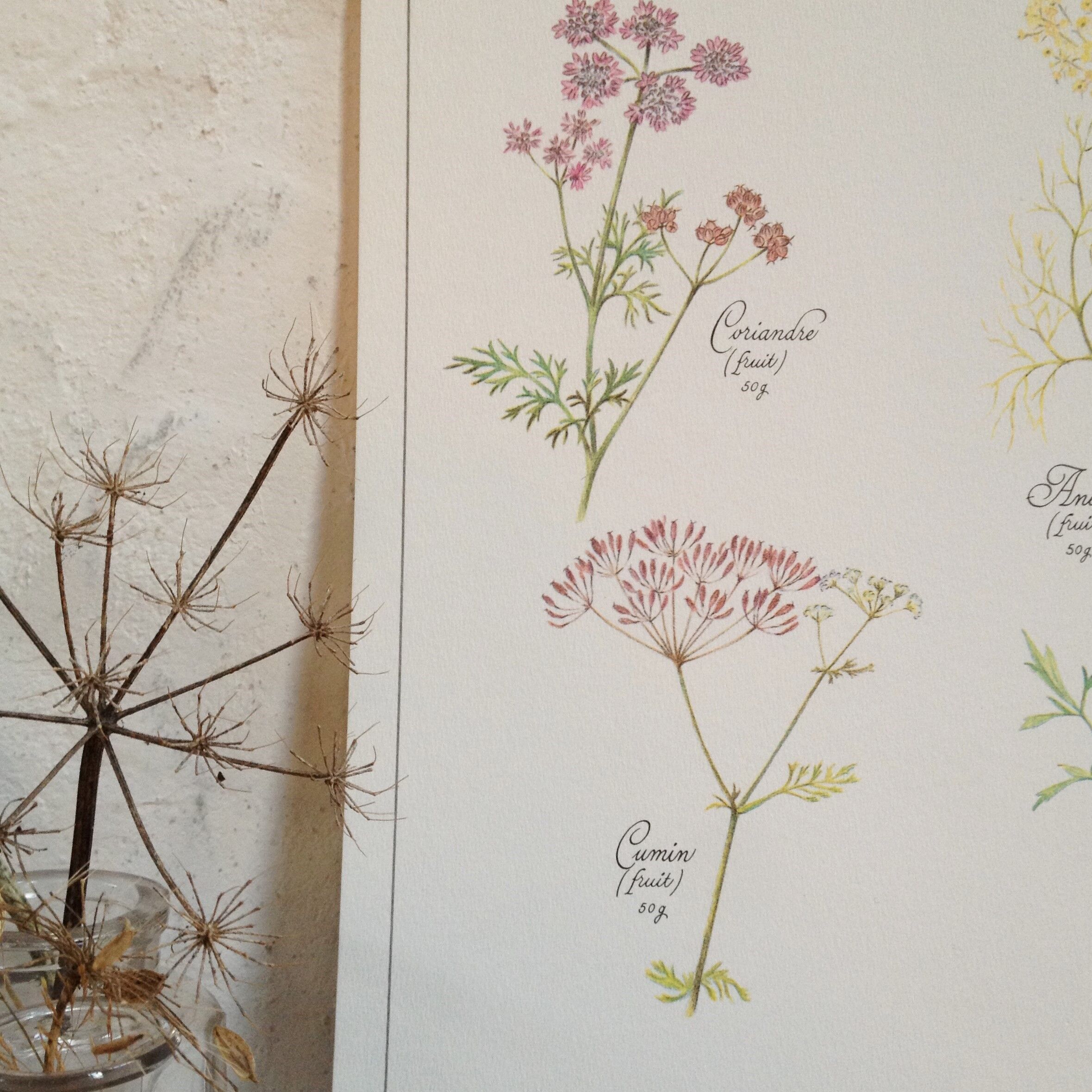 Botanical poster is a tisane