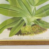 Lithography of Orchidee Board ancient golden frame Deco loft No.2