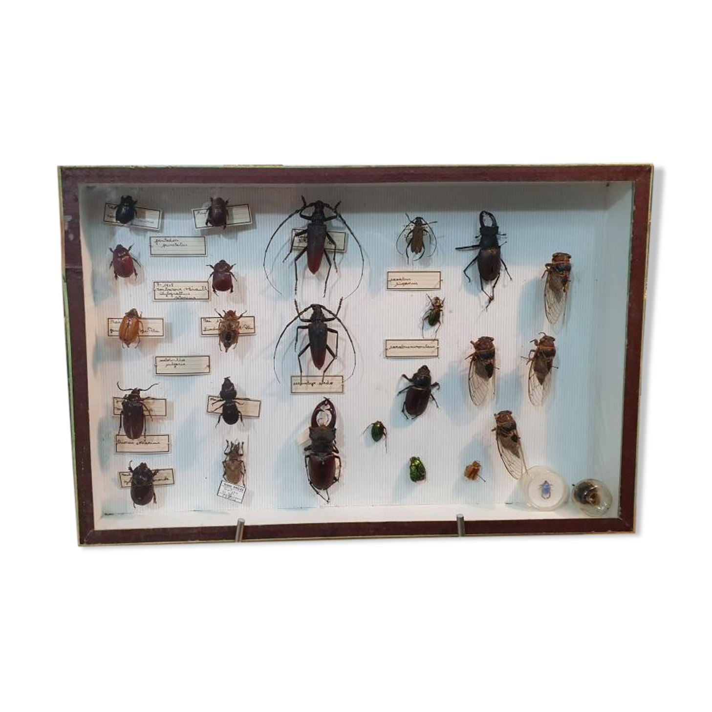 Entomology box Insect box